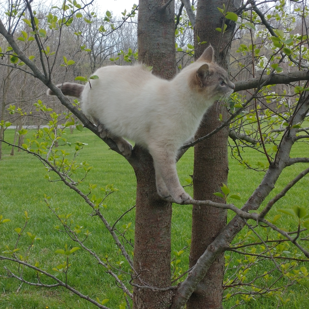 Meet your Posher, Meadow